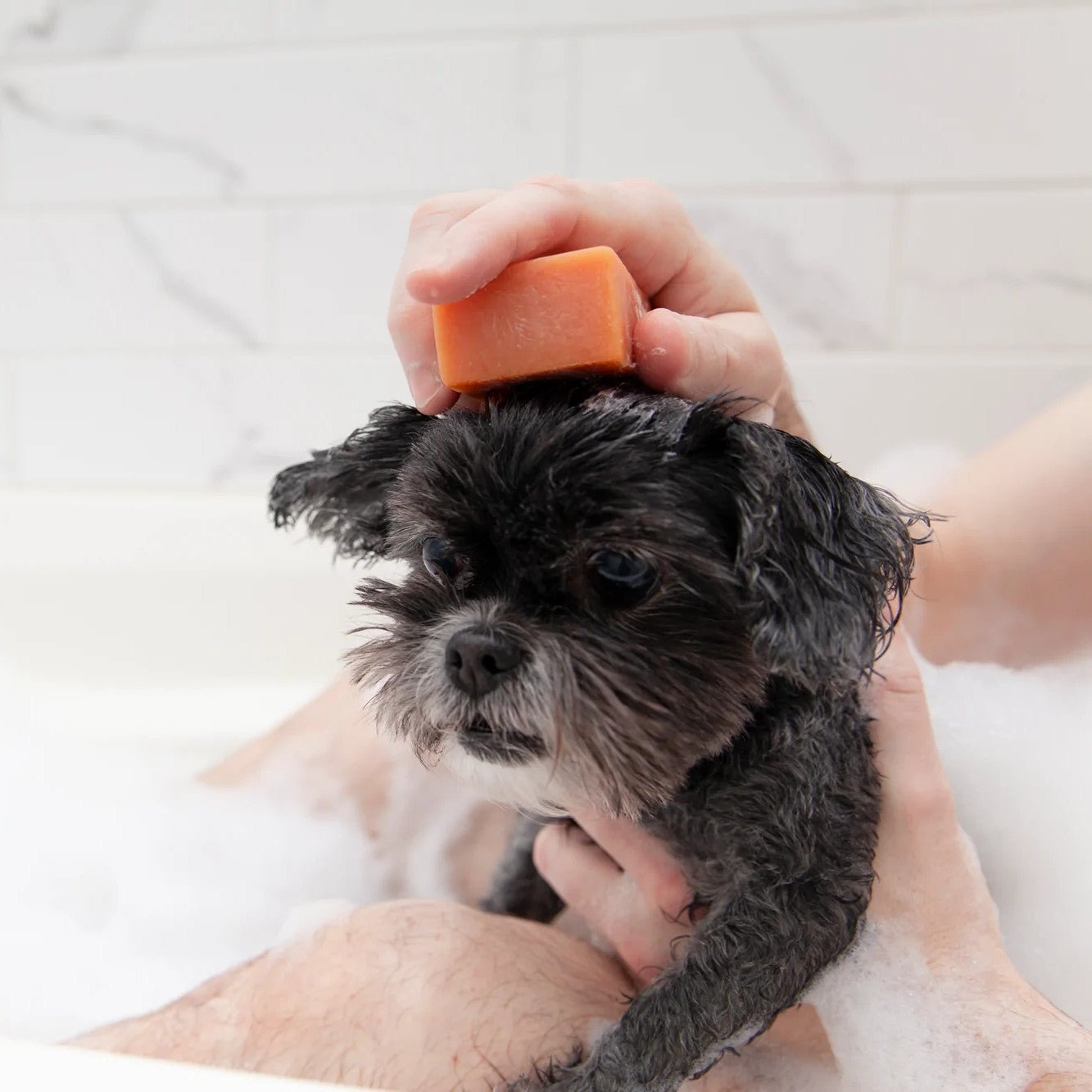 How to Moisturize a Dog’s Dry Skin - Animals Matter, Inc.