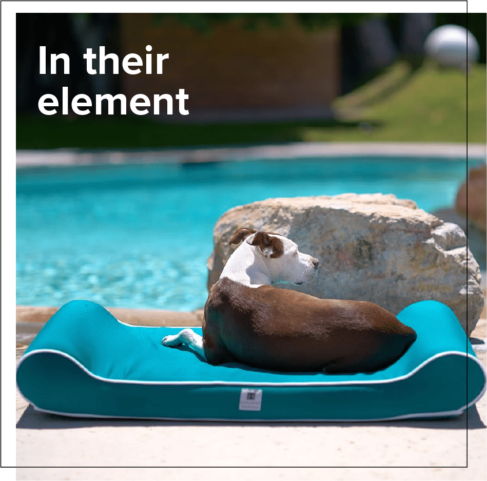 Let Your Pup Lounge in Style: Our Top Picks for the Best Outdoor Dog Beds! - Animals Matter, Inc.