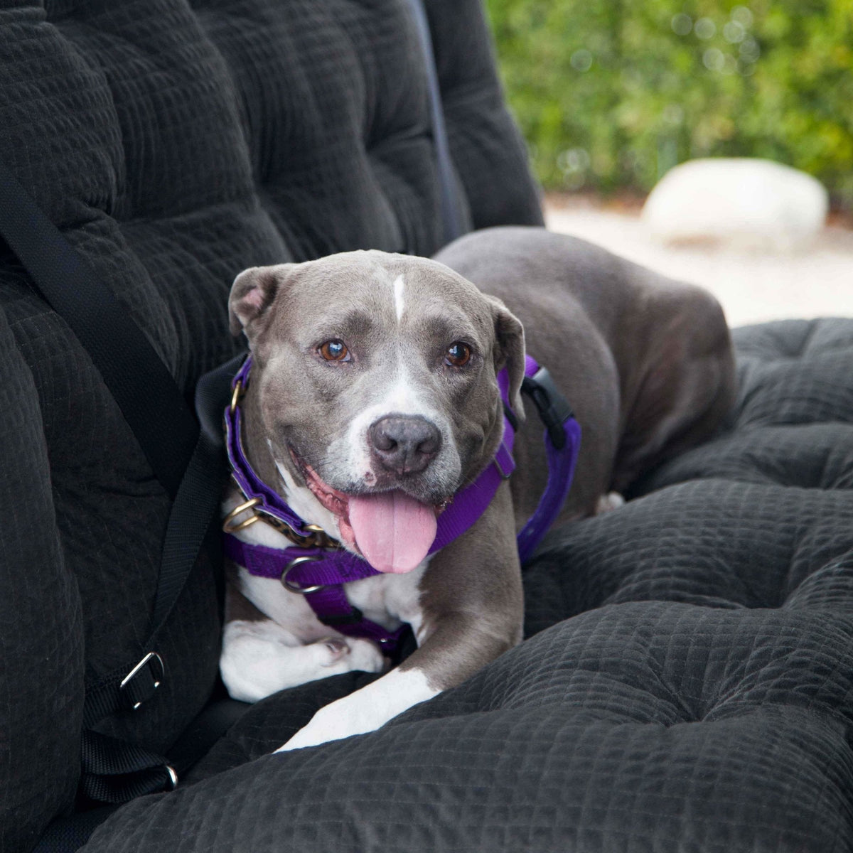 Dog Car Seats vs. Seat Covers: What’s The Best Option For Your Compani ...