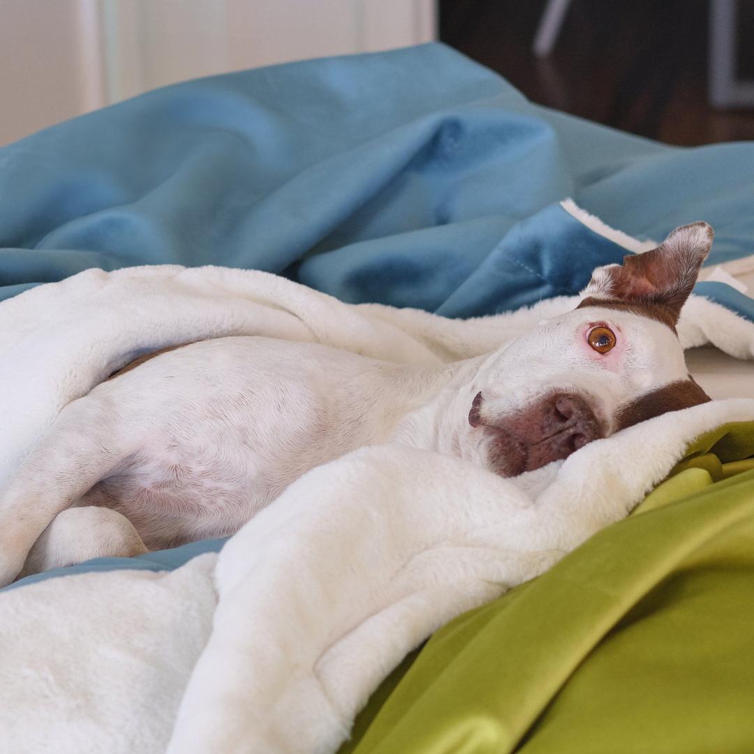 Ruby laying on her L.A. Dog Company® Ali Blanket®