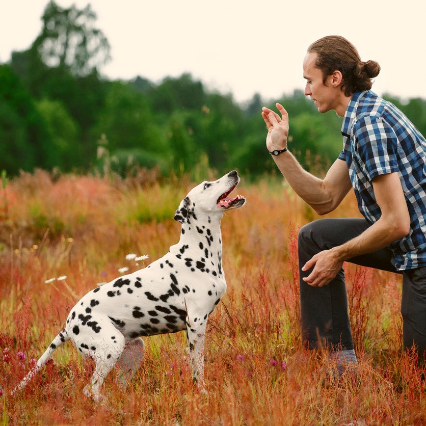 Learn to Build Trust With a Dog Who Is Shy or Aggressive - Animals Matter, Inc.