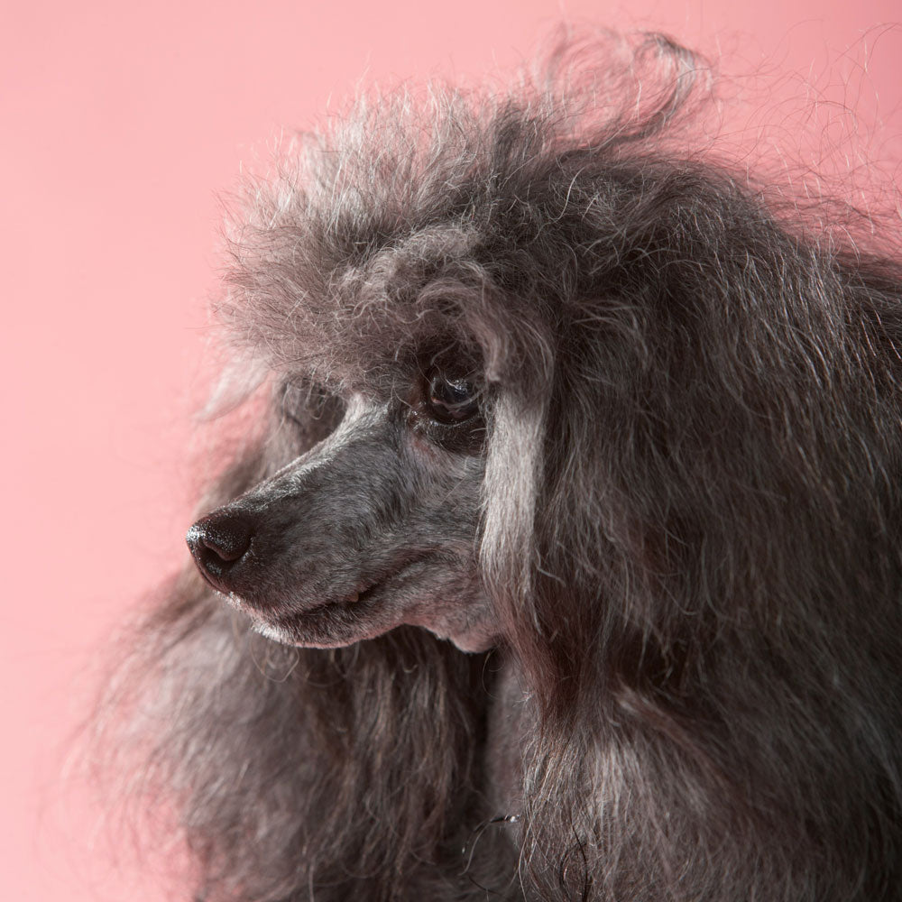 the image of a senior  poodle with long grey hair.