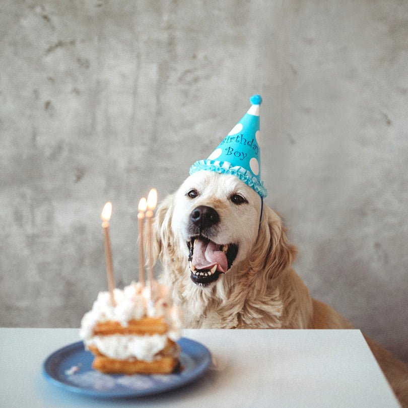 Myth or Truth: Do Dogs Really Age 7 Years Faster Than Humans? - Animals Matter, Inc.