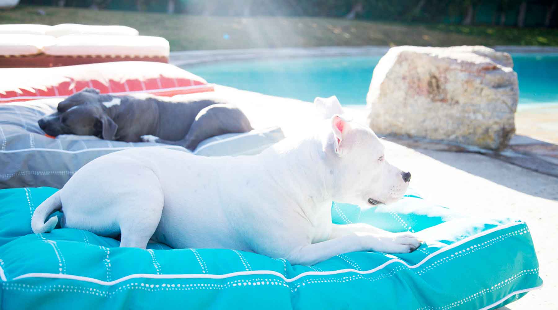 Outdoor Dog Beds: Provide Your Companion Comfort - Animals Matter, Inc.