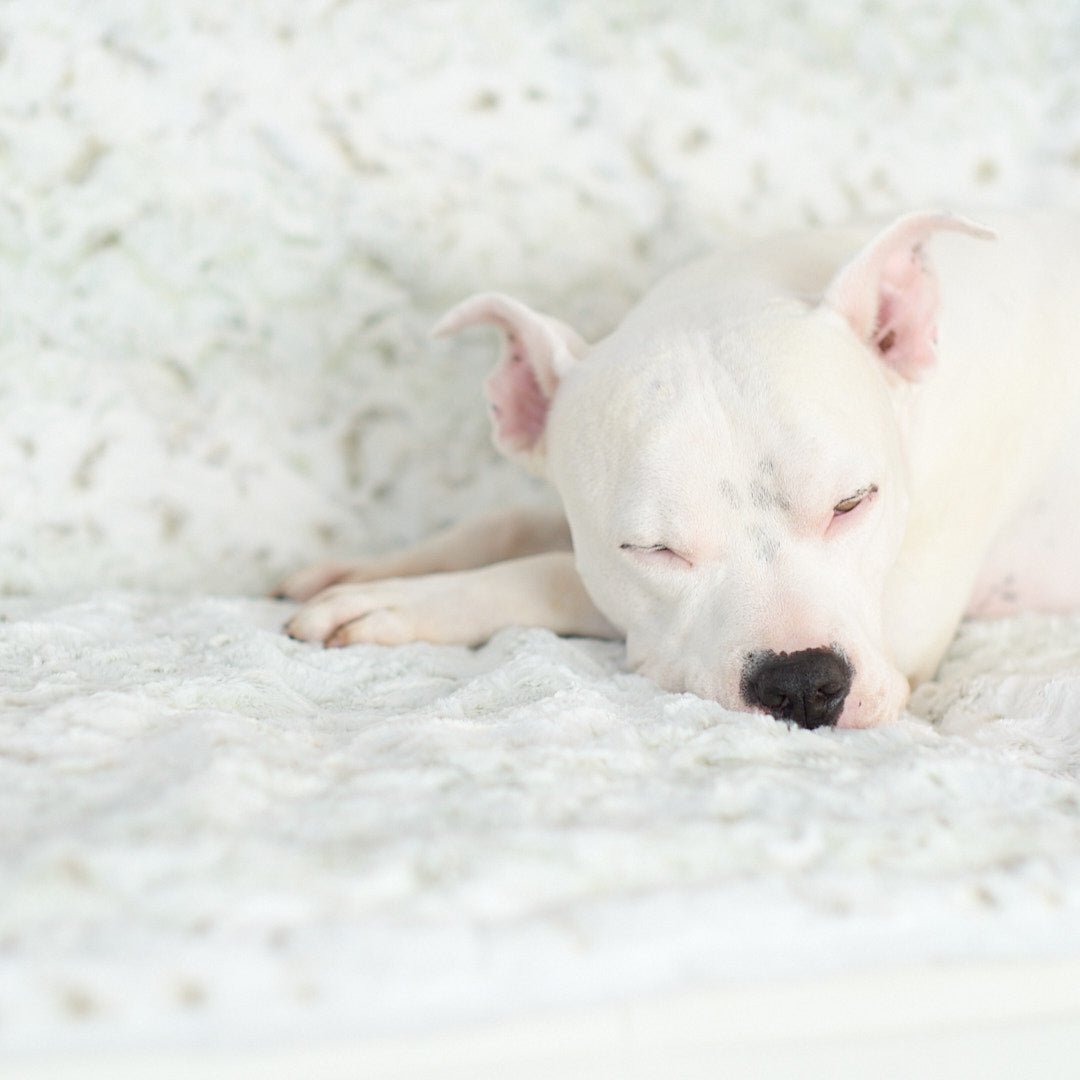 Faux Fur Dog Blankets: Adding Comfort and Luxury to Your Furry Friend's Life! - Animals Matter, Inc.