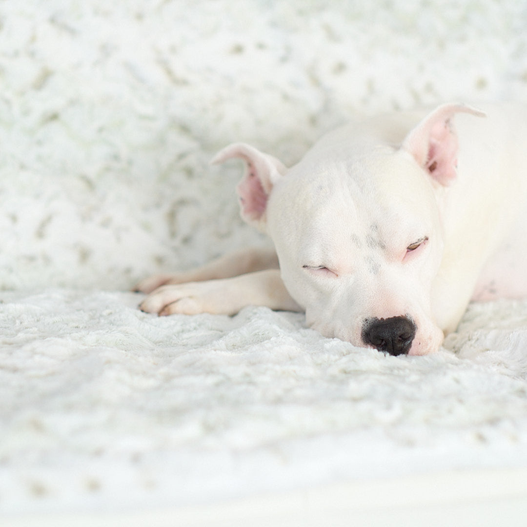 Hudson laying on his animals matter pearl leopard faux fur dog blanket