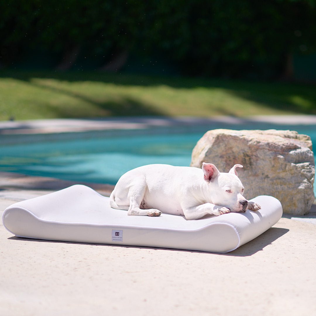 A picture of Hudson enjoying the outdoors by the pool in his new Animals Matter Luxury Outdoor Orthopedic Dog Bed, the Countour Lounger.