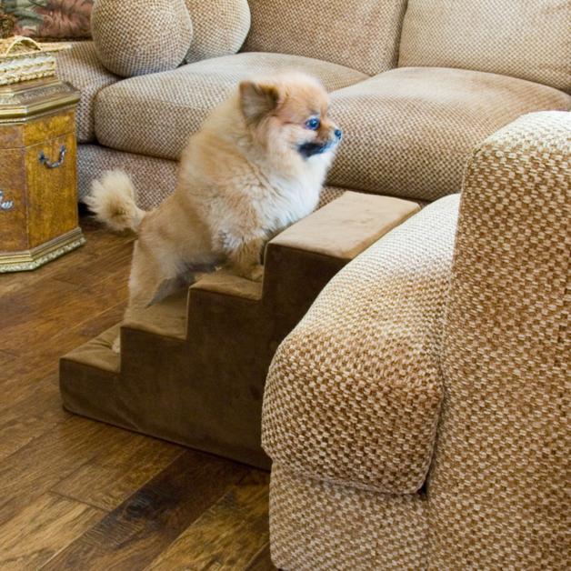 Should My Small Dog Use Dog Stairs to Get on the Furniture - Animals Matter, Inc.