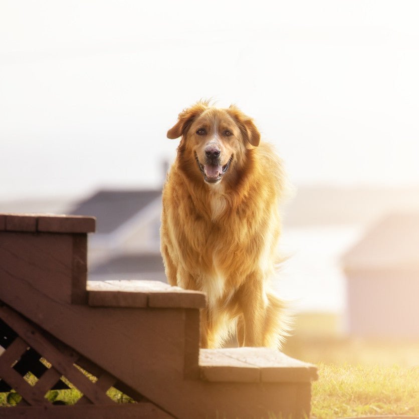 Simple Ways to Teach Your Dog to Use Dog Stairs - Animals Matter, Inc.