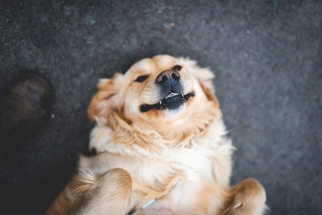 The Best Supplements for Dogs: Explore Top Picks for Canine Health and Wellness - Animals Matter, Inc.