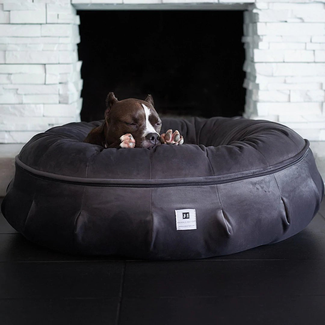 Ten Things to Consider When Buying a Dog Bed - Animals Matter, Inc.