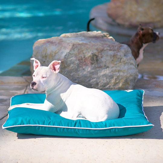 The Best Bedding Materials for Outdoor Dog Beds