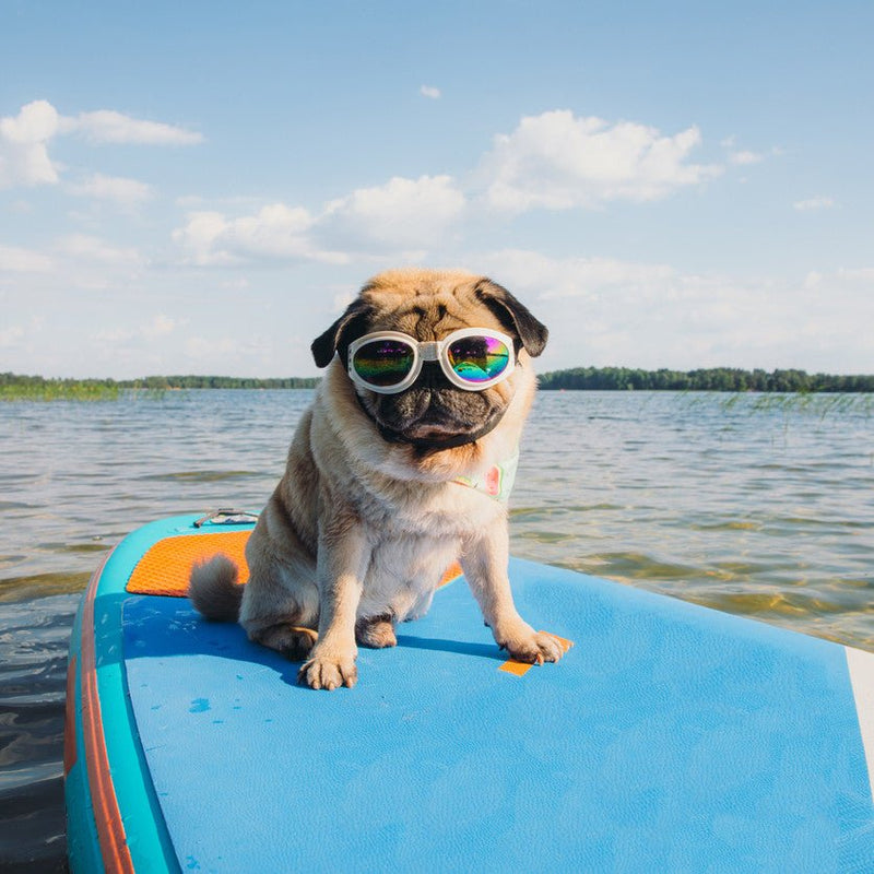 The Best Dog-friendly Vacation Spots - Animals Matter, Inc.