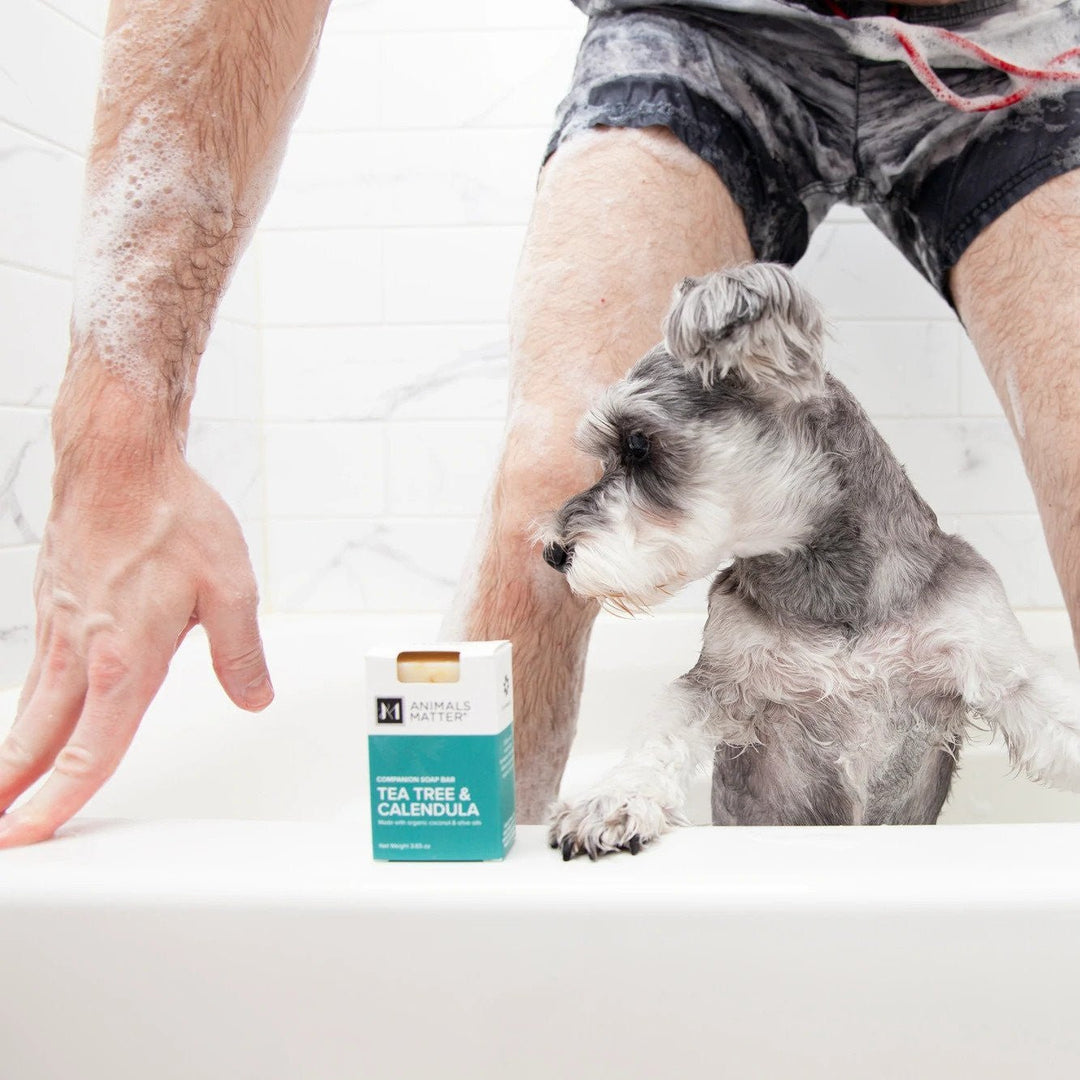 The Ultimate Guide to DIY Dog Grooming - Animals Matter, Inc.