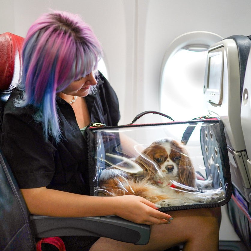 The Ultimate Guide to Flying With a Dog - Animals Matter, Inc.