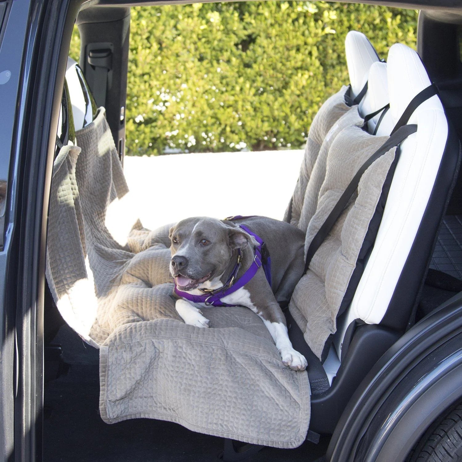 The Ultimate Guide to Traveling in the Car With Your Dog - Animals Matter, Inc.