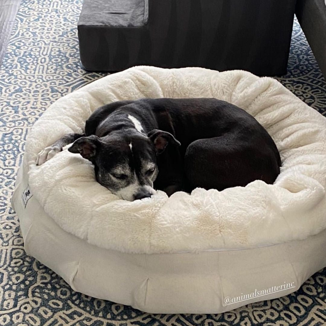 Pets at home store puppy beds