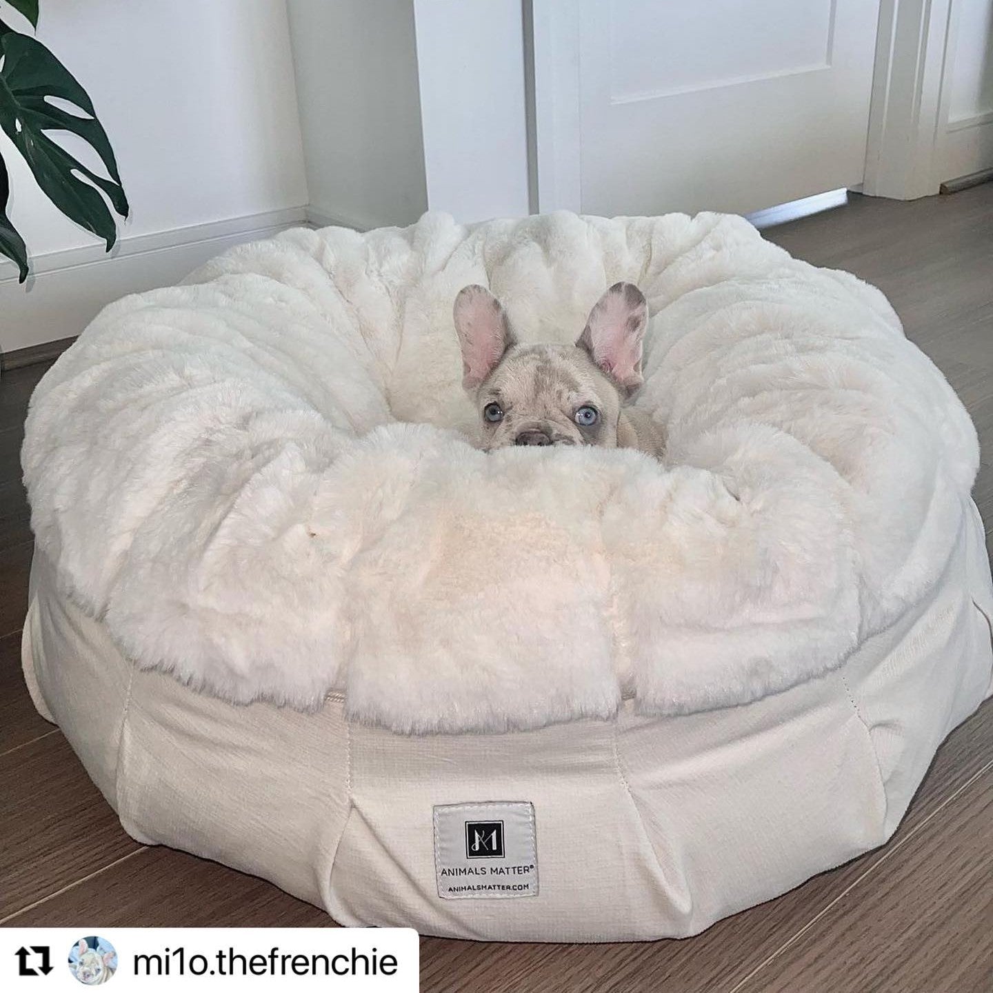 Hudson on the animals matter luxury waterproof dog blanket