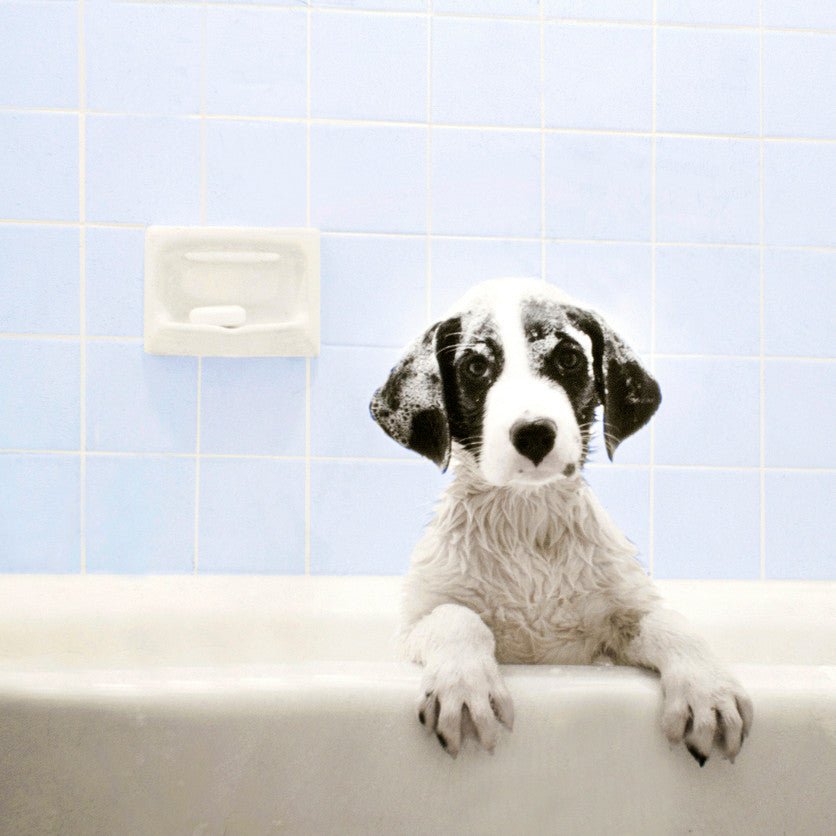 Why Choose Organic Dog Shampoo and Conditioner? - Animals Matter, Inc.