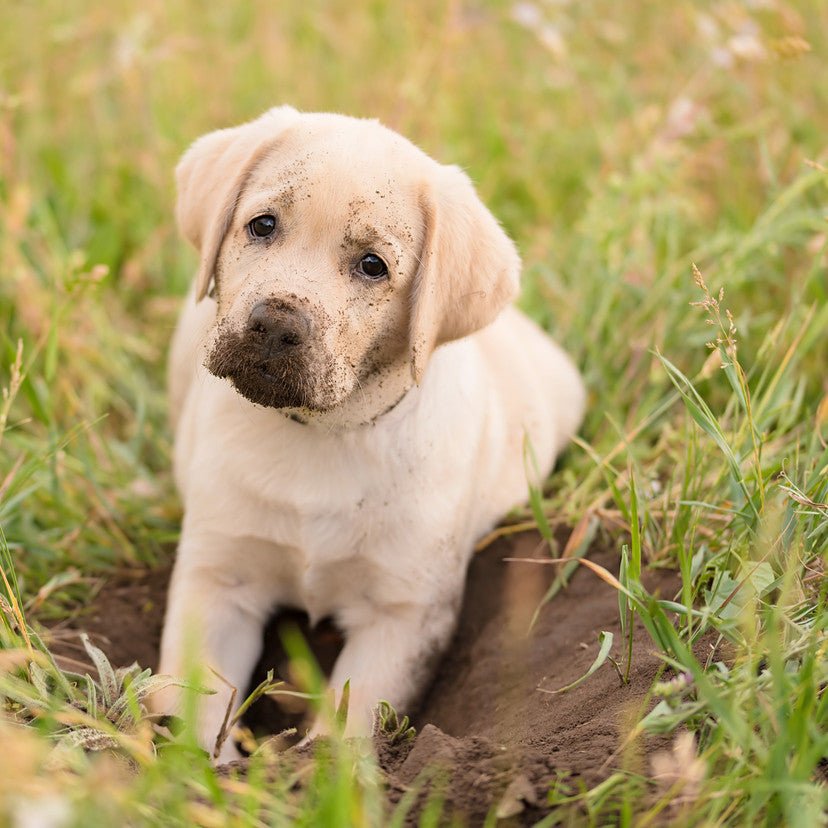 Why Do Dogs Dig and How Can You Stop It? - Animals Matter, Inc.