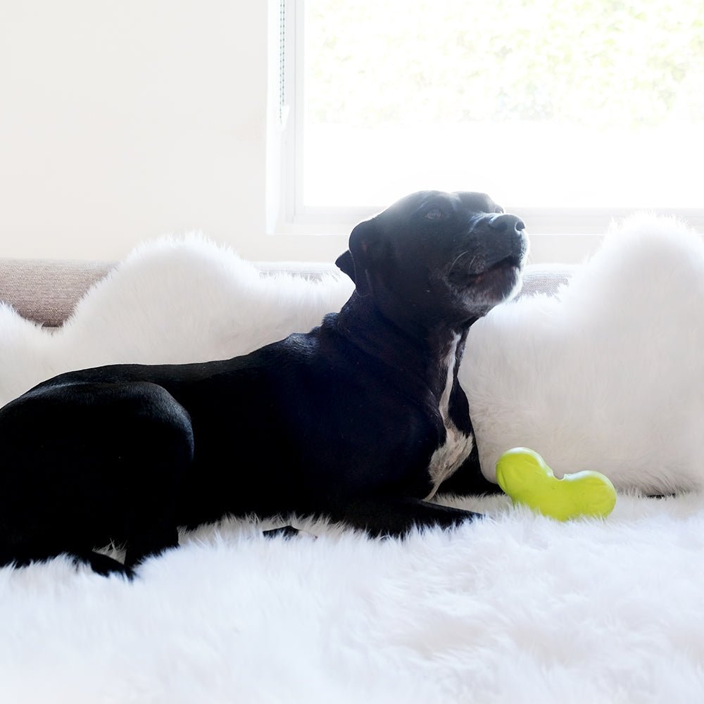 Why Does My Dog Dig in the Bed? Animals Matter Animals Matter, Inc.