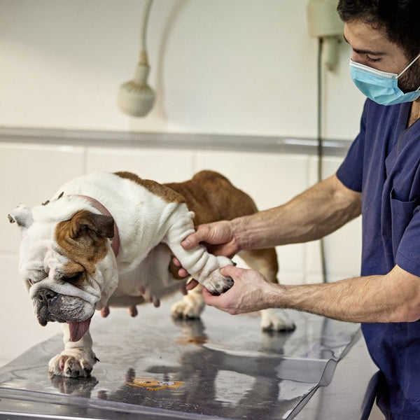 Your Guide to Dog Arthritis — Symptoms, Treatment, & Support Animals