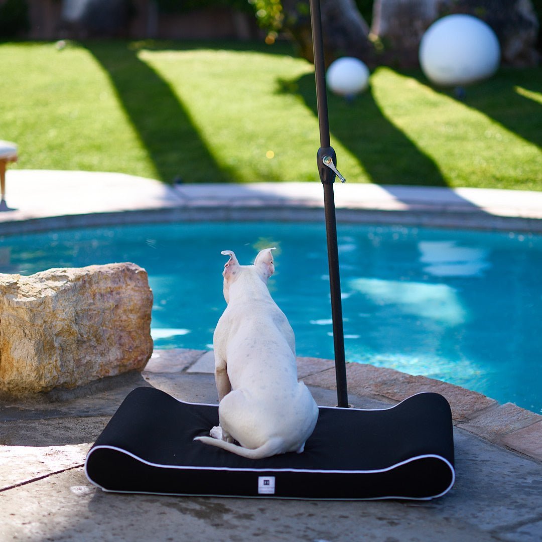 A white dog hanging out by the pool, under the unbrella and resting on his Raine Outdoor Orthopedic Lounger by Animals Matter