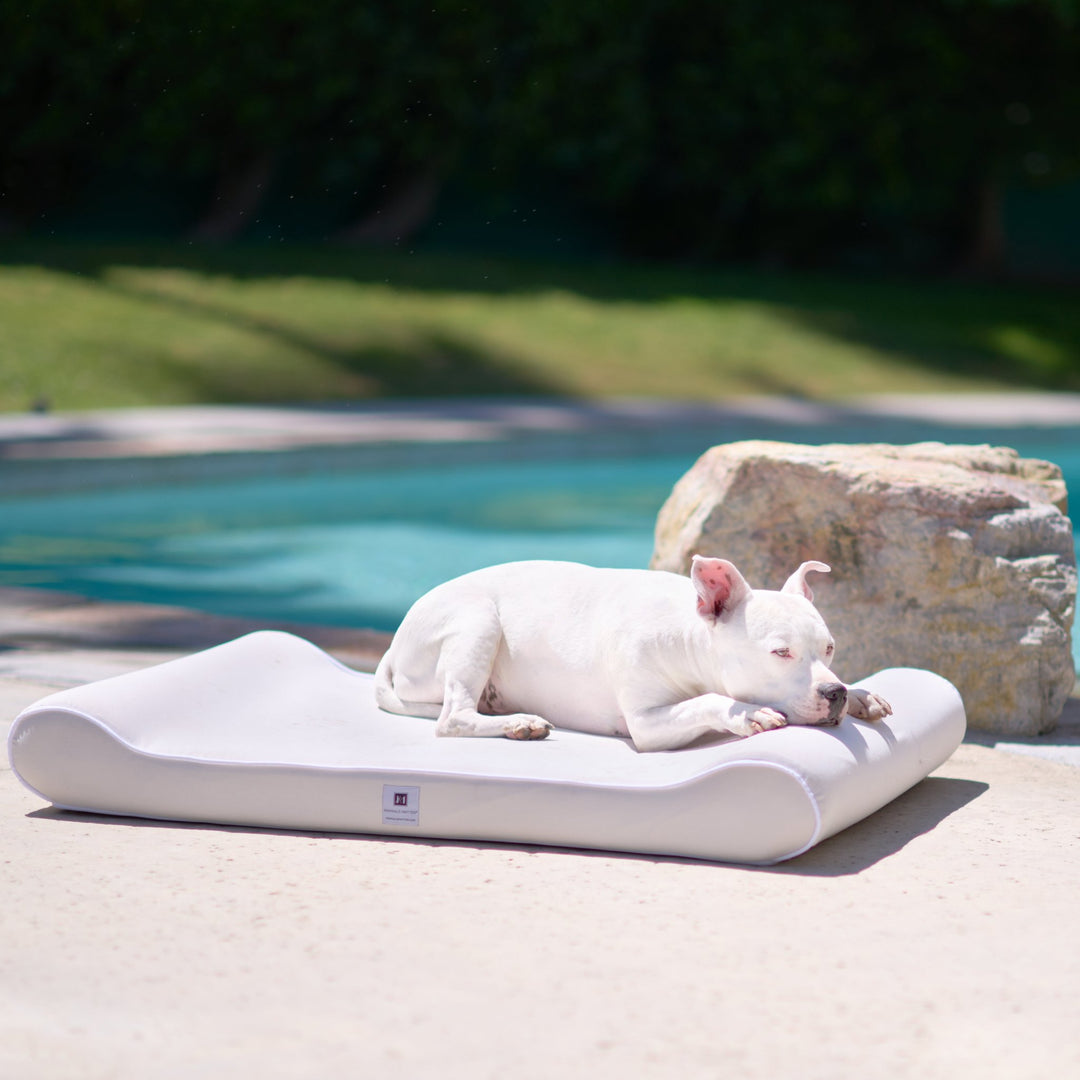 Beds for arthritic dogs - Animals Matter, Inc.