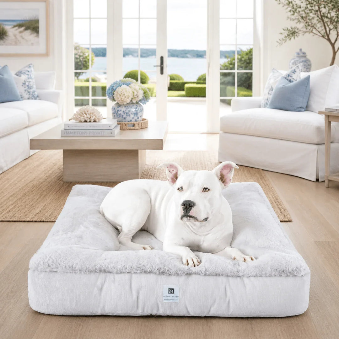 White pit bull lounging on the plush ivory Ruby Puff Ortho Square orthopedic dog bed in a coastal Hamptons living room with hydrangeas and bay views