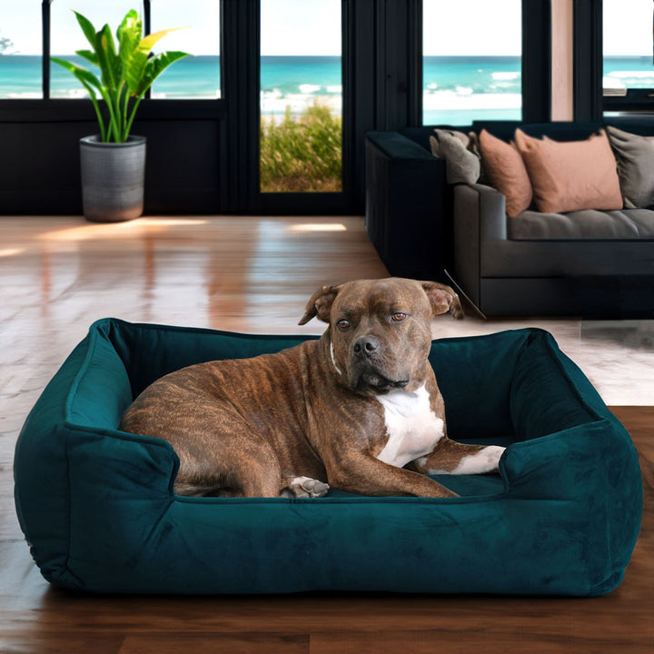 Hank relaxing on the Ali Jewel Ortho Lounger® Companion-Pedic® Luxury Dog Bed - Animals Matter, Inc., Certi-Pur Us certified foam , cover is color teal 