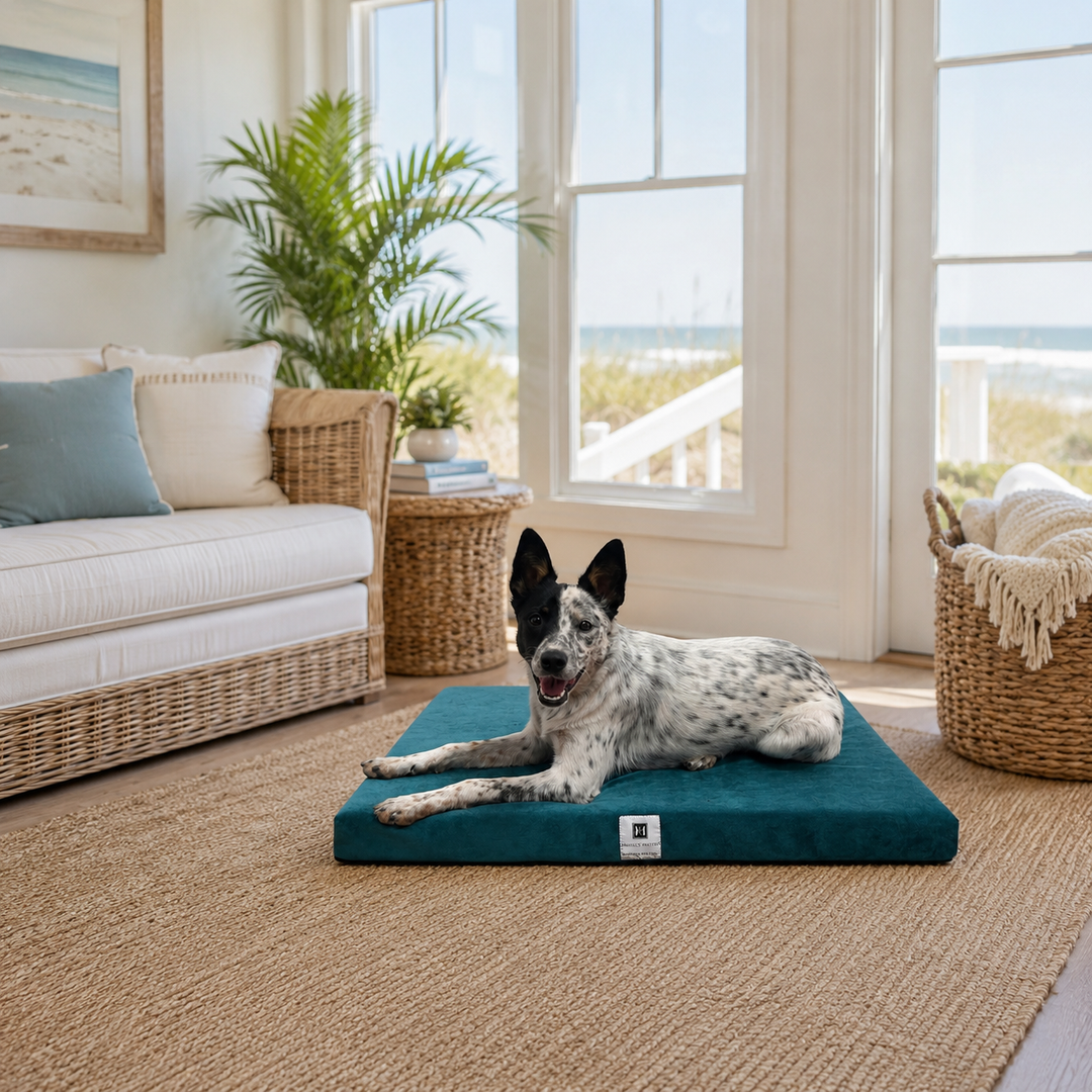 Animals Matter Ali Jewel Waterproof Companion-Pedic Latex Crate Pad waterproof dog crate pad in emerald teal, featuring a spotted dog in a bright coastal living room.