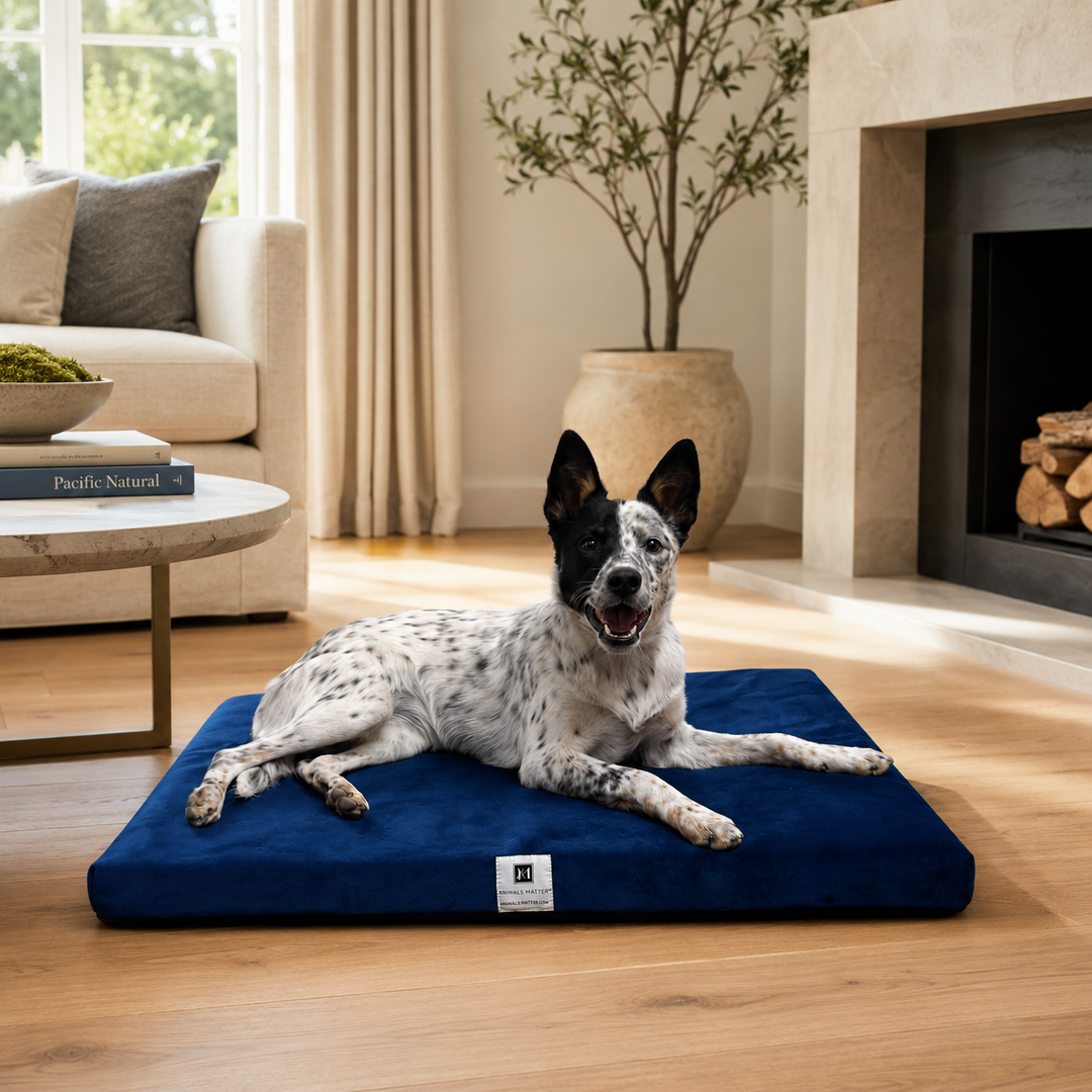 Animals Matter Ali Jewel Waterproof Companion-Pedic Latex Crate Pad luxury orthopedic dog crate pad in cobalt blue, featuring a spotted dog in a warm living room.
