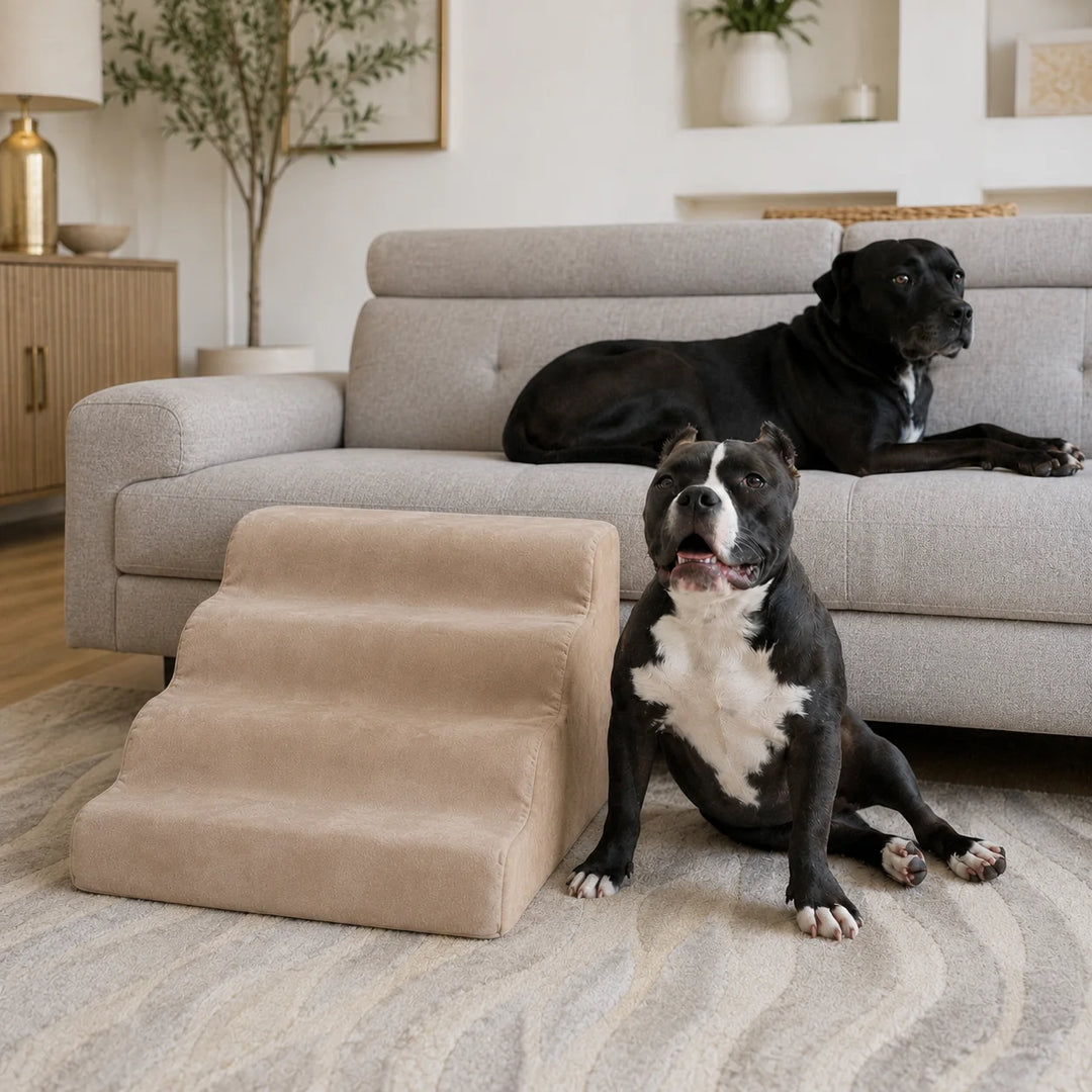 Animals Matter Companion Mini Ramp Stone luxury dog ramp in a modern living room, featuring two black Companions beside a stone pet ramp.