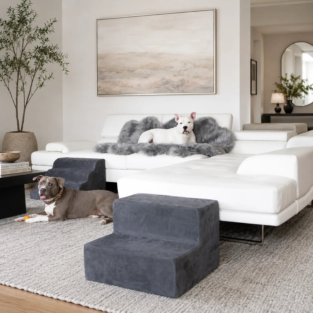 Animals Matter Companion 2-Step and Companion Mini Ramp Charcoal dog steps and ramp in a modern white living room, featuring two dogs near the sofa.