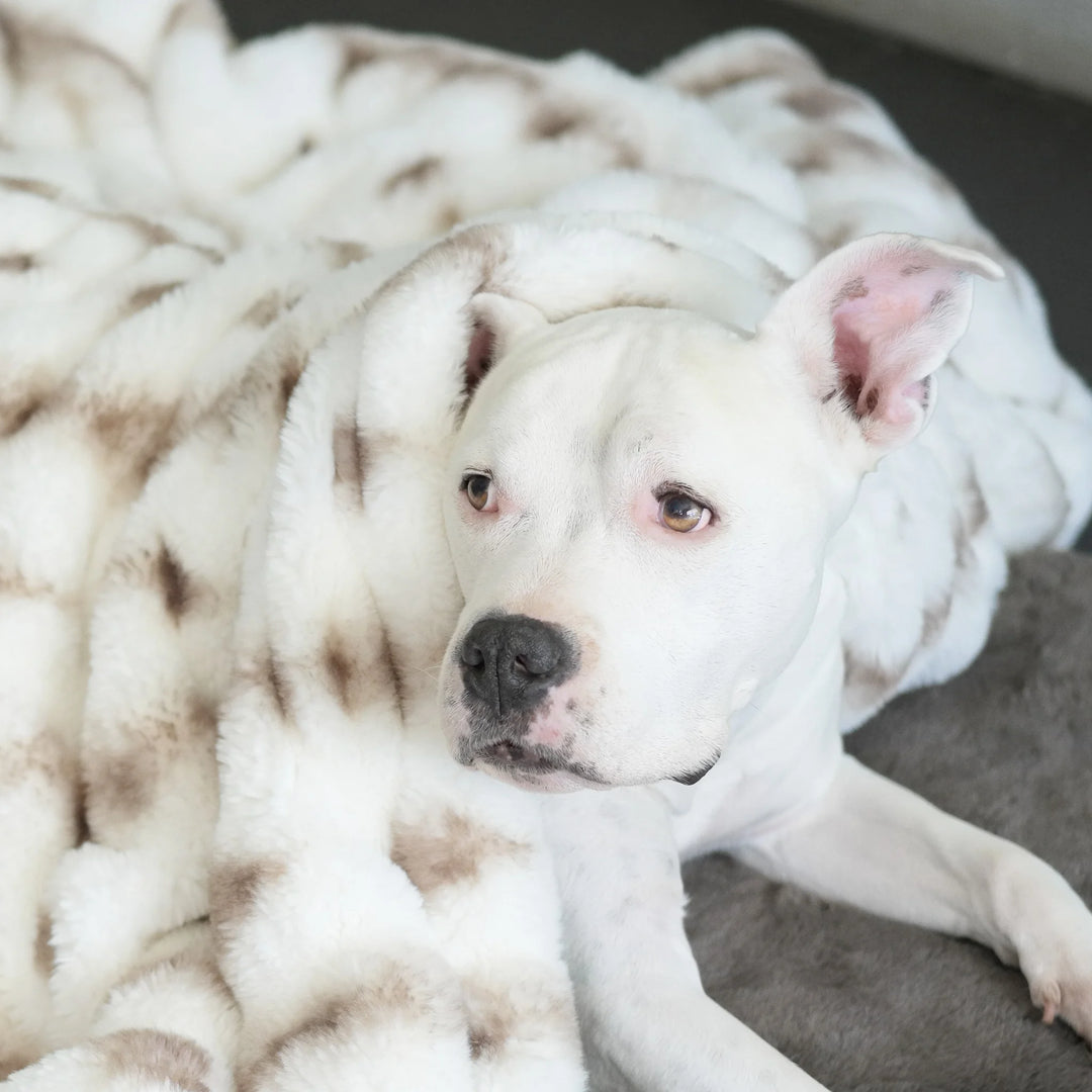 Animals Matter Companion Ruche® Blanket luxury faux fur dog blanket in Ivory Brown, featuring a close-up of a white Companion wrapped in plush texture.