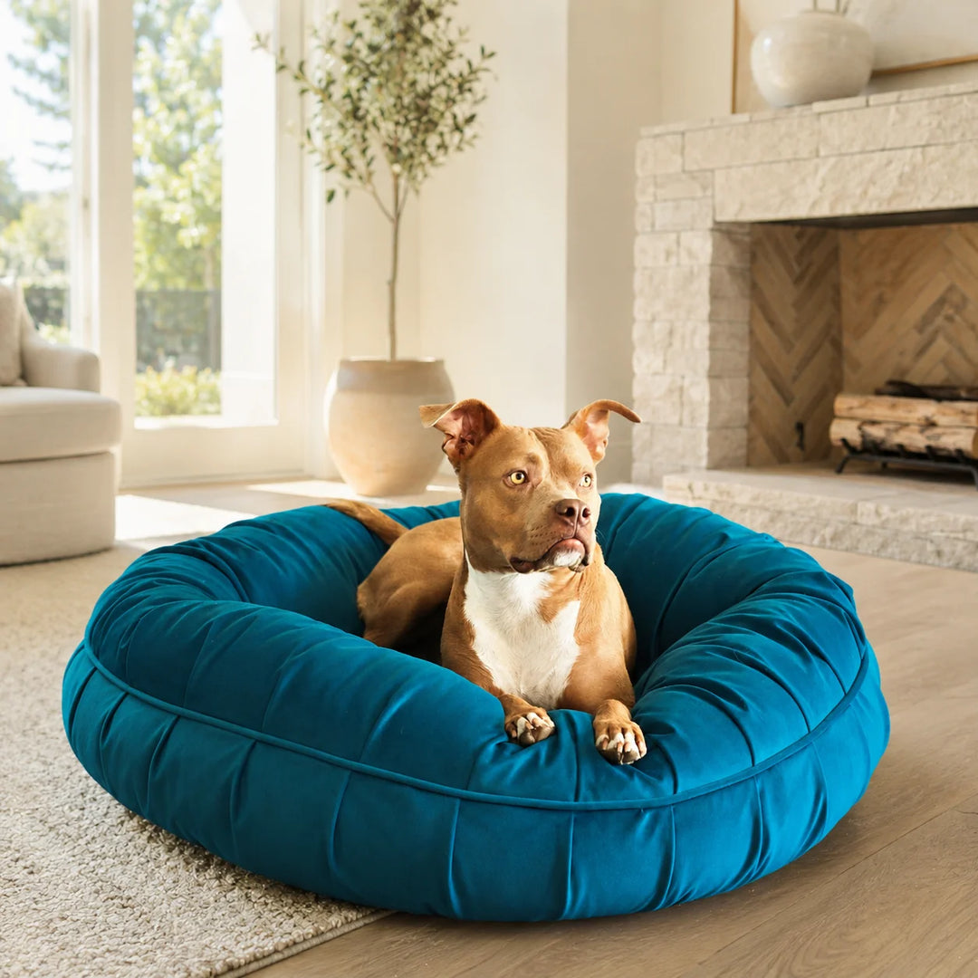 Animals Matter L.A. Dog Company® Ali Donut® Turquoise luxury donut dog bed in a sunlit living room, featuring a tan Companion sitting in a teal blue bed.