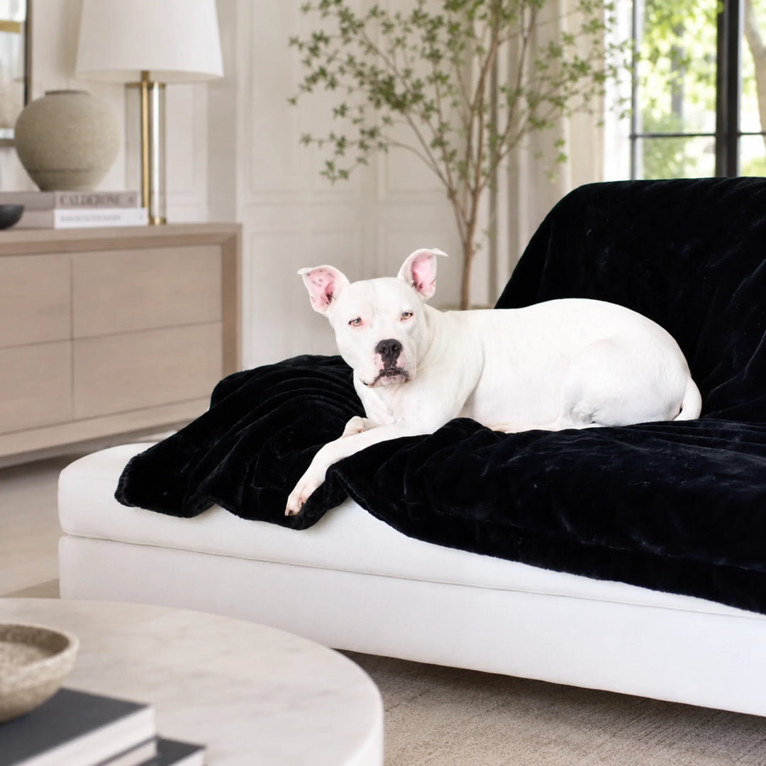 Animals Matter Cozy Raine Waterproof Blanket in Ebony, a waterproof dog blanket featuring a white Companion lounging on a white sofa.