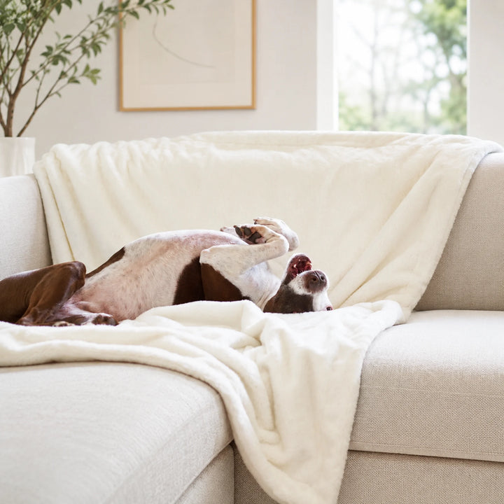 Animals Matter Cozy Raine Waterproof Blanket in Ivory, a waterproof dog blanket featuring a playful brown and white Companion on a sofa.