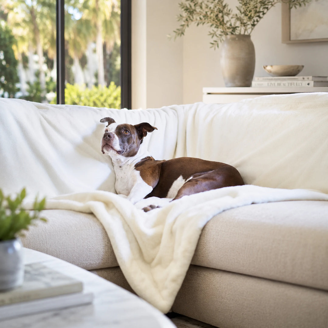Animals Matter Cozy Raine Waterproof Blanket in Ivory, a waterproof dog blanket with a brown and white Companion resting on a bright sofa.