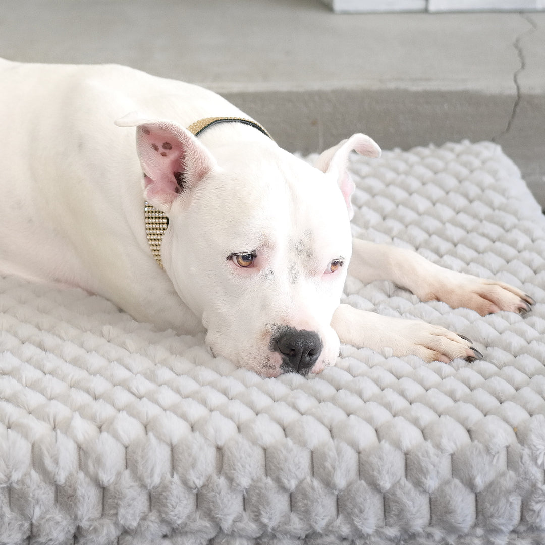 Animals Matter Katie Puff Encore Orthopedic Rectangle Luxury Dog Bed.