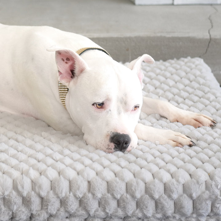 Animals Matter Katie Puff Encore Orthopedic Rectangle Luxury Dog Bed.