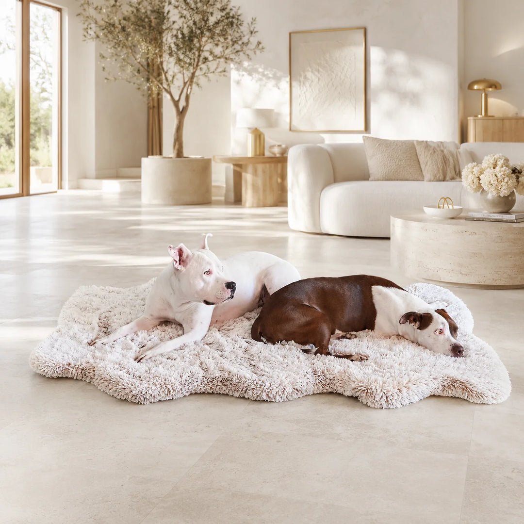 Animals Matter Faux Fur Ortho Snug Rug luxury orthopedic dog rug in a bright neutral living room with white and brown-and-white Companions on plush cream faux fur.