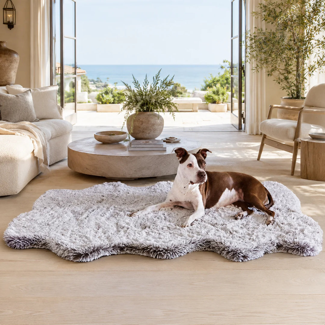 Animals Matter Faux Fur Ortho Snug Rug luxury orthopedic dog rug in an ocean-view living room with a brown-and-white Companion laying on white shag rug.
