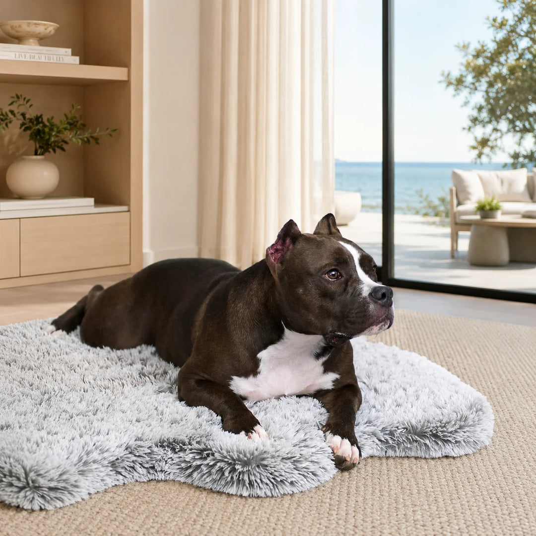 Animals Matter Faux Fur Ortho Snug Rug luxury orthopedic dog rug in a modern coastal room with a black-and-white Companion on plush gray faux fur.