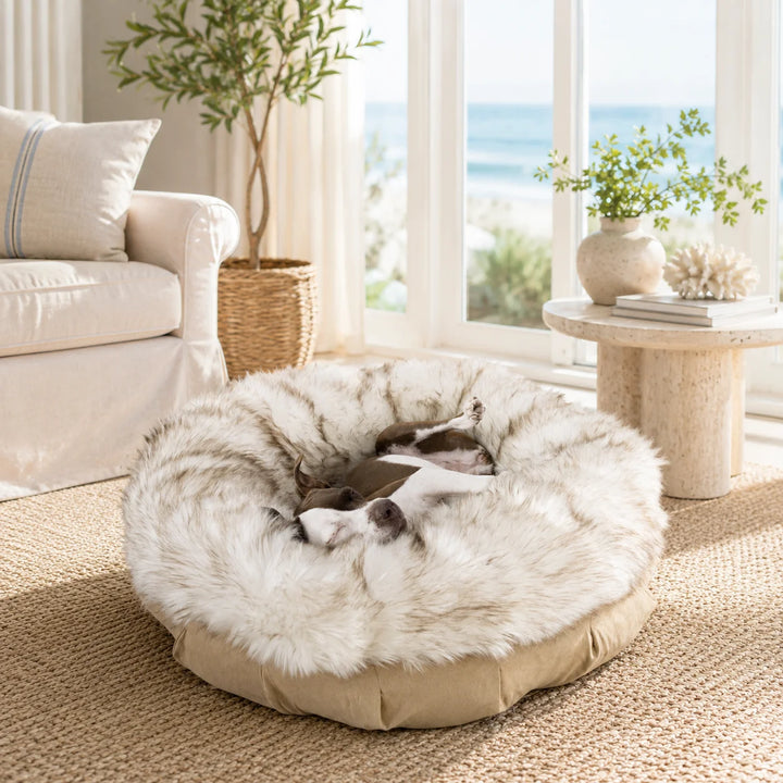 Animals Matter Faux Fur Shag Puff luxury faux fur dog bed in White Brown Tip, featuring a Companion lounging in a bright coastal living room.