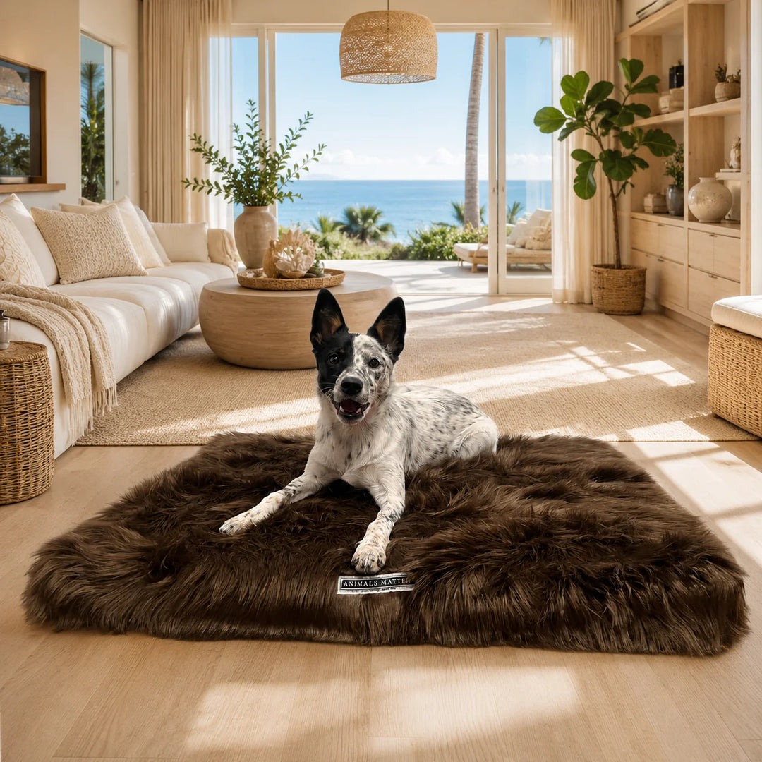 Animals Matter Faux Fur Shag Rectangle Chocolate faux fur dog bed in an oceanfront coastal living room, featuring a dog on plush brown shag.