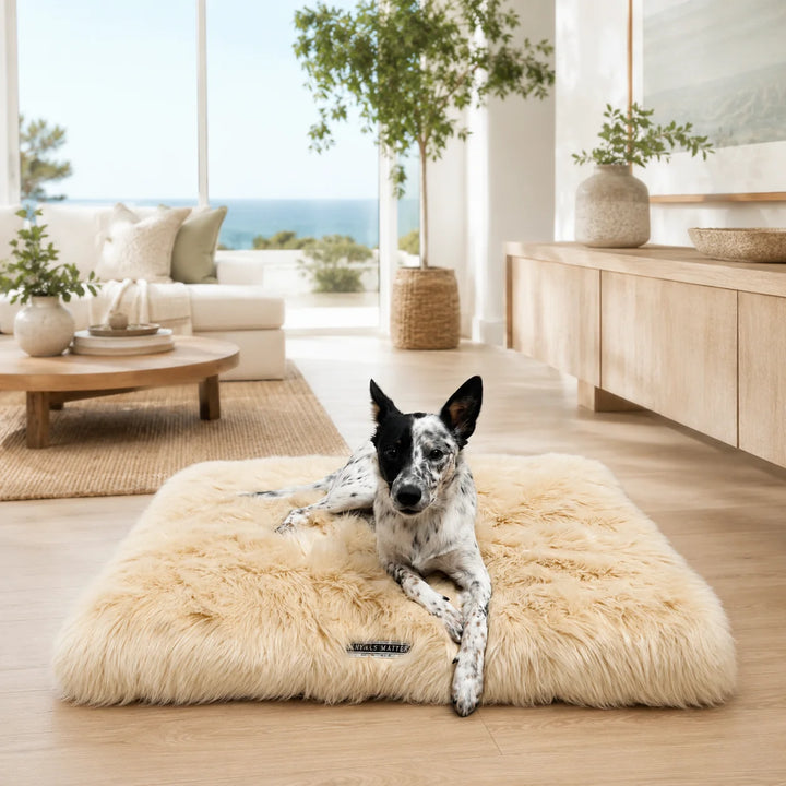 Animals Matter Faux Fur Shag Rectangle Camel faux fur dog bed in a bright coastal living room, featuring a dog resting on plush camel shag.