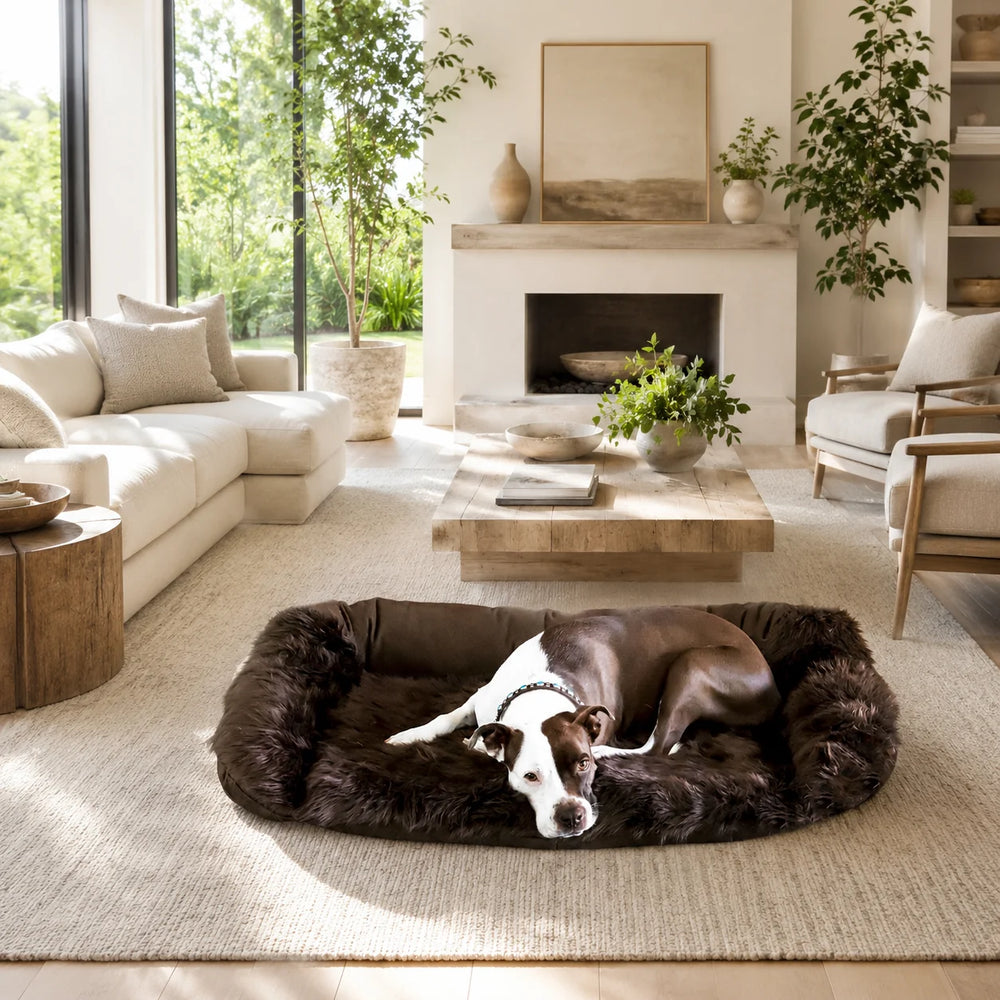 Animals Matter Faux Fur Shag Sydney luxury faux fur dog bed in Chocolate, featuring a brown and white Companion resting in a sunlit living room.