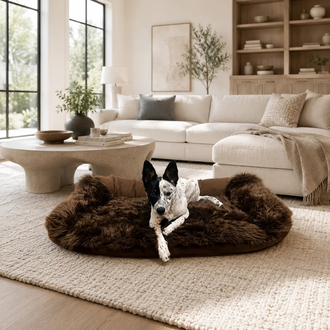 Animals Matter Faux Fur Shag Sydney luxury faux fur dog bed in Chocolate, featuring a spotted Companion resting in a plush lounge bed in a neutral living room.