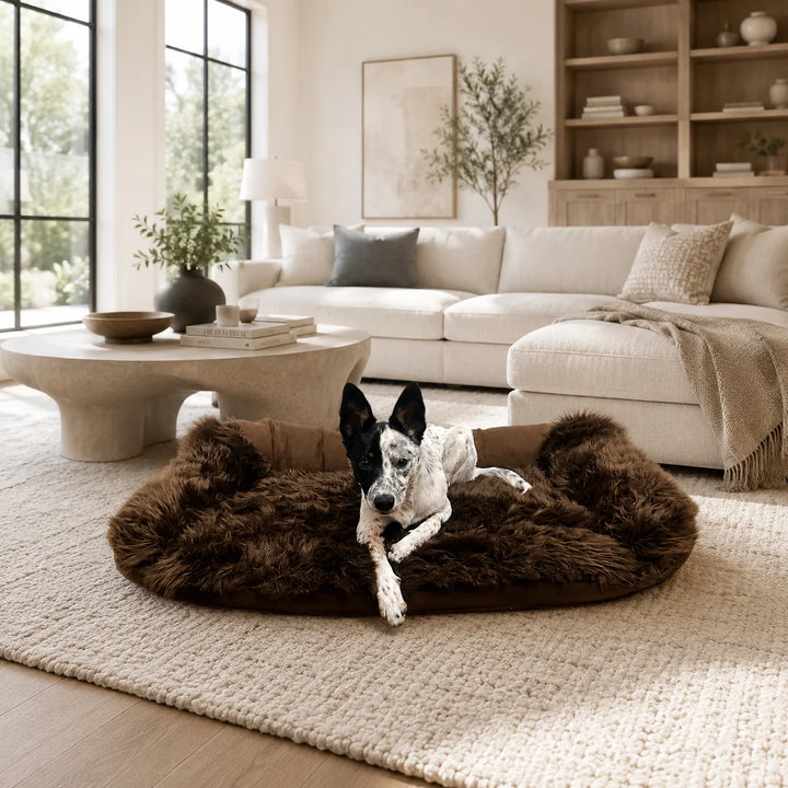 Animals Matter Faux Fur Shag Sydney luxury faux fur dog bed in Chocolate, featuring a spotted Companion resting in a plush lounge bed in a neutral living room.
